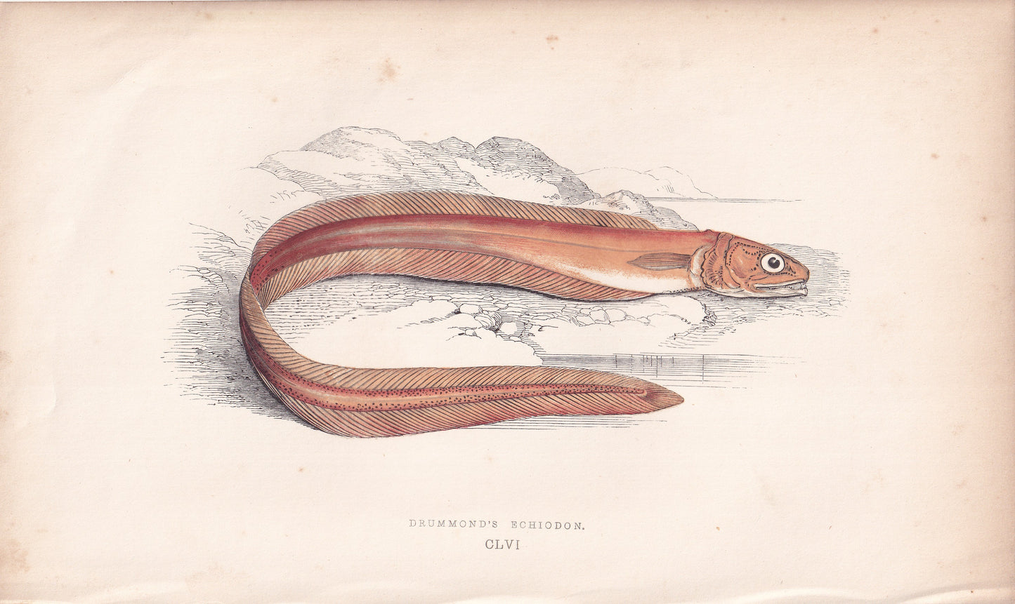 Drummond's Echiodon - original hand-coloured fish print by Jonathan Couch, 1862