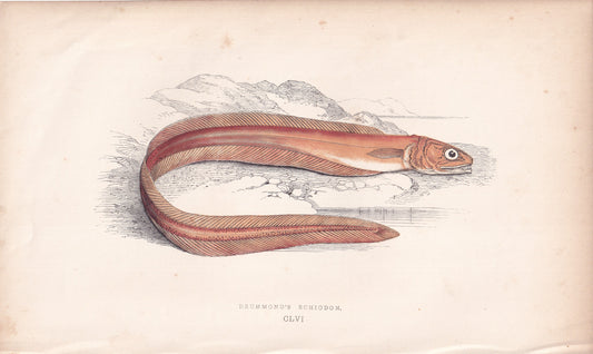 Drummond's Echiodon - original hand-coloured fish print by Jonathan Couch, 1862