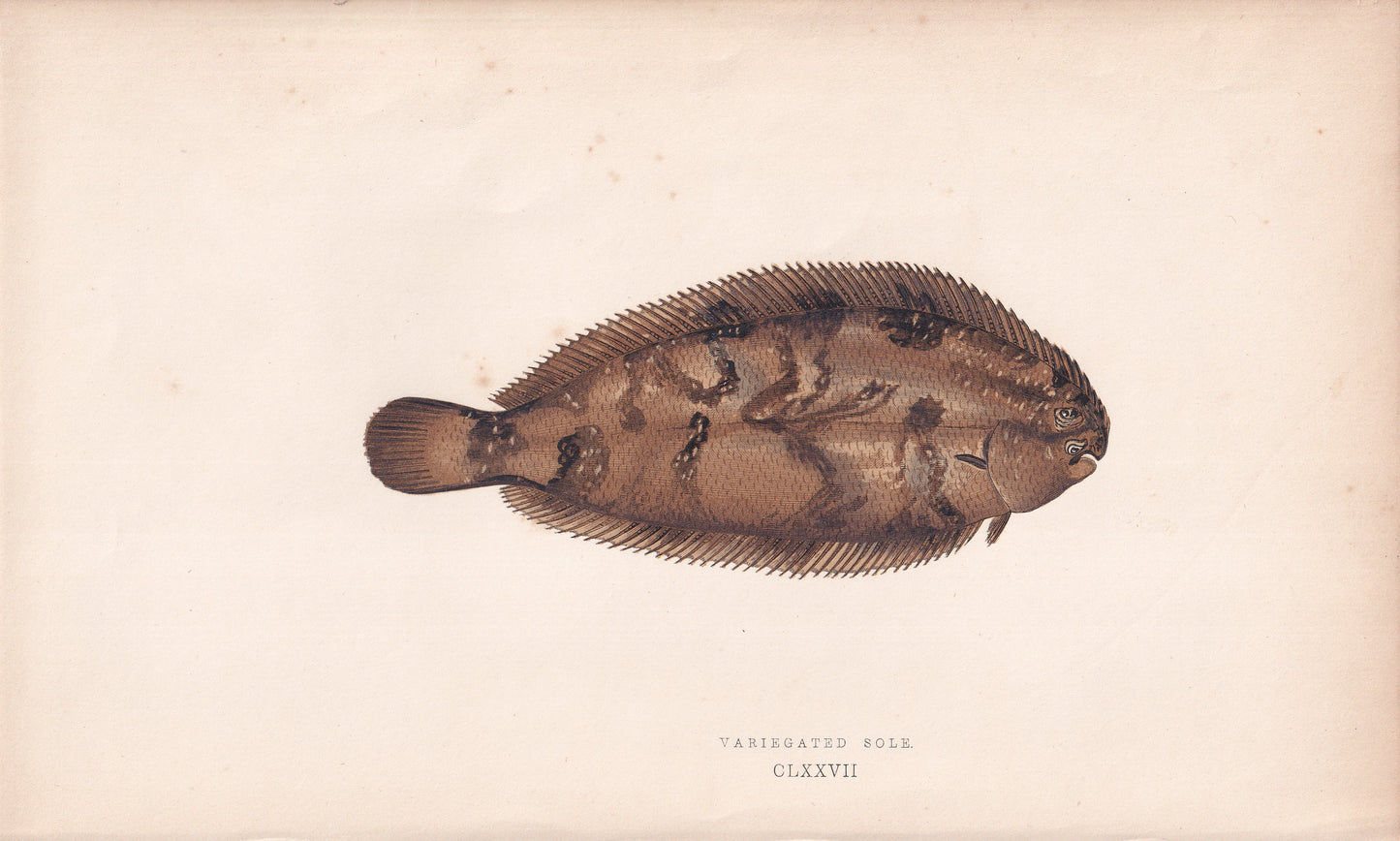 Variegated Sole - original hand-coloured fish print by Jonathan Couch, 1862