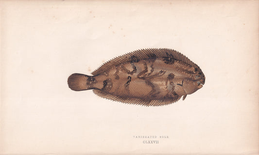 Variegated Sole - original hand-coloured fish print by Jonathan Couch, 1862