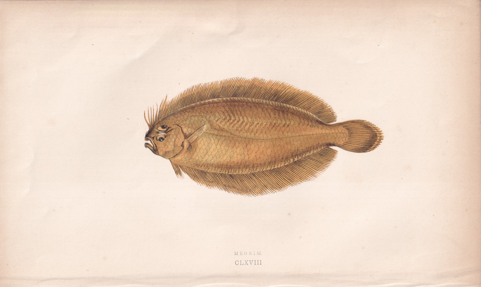Meggrim - original hand-coloured fish print by Jonathan Couch, 1862