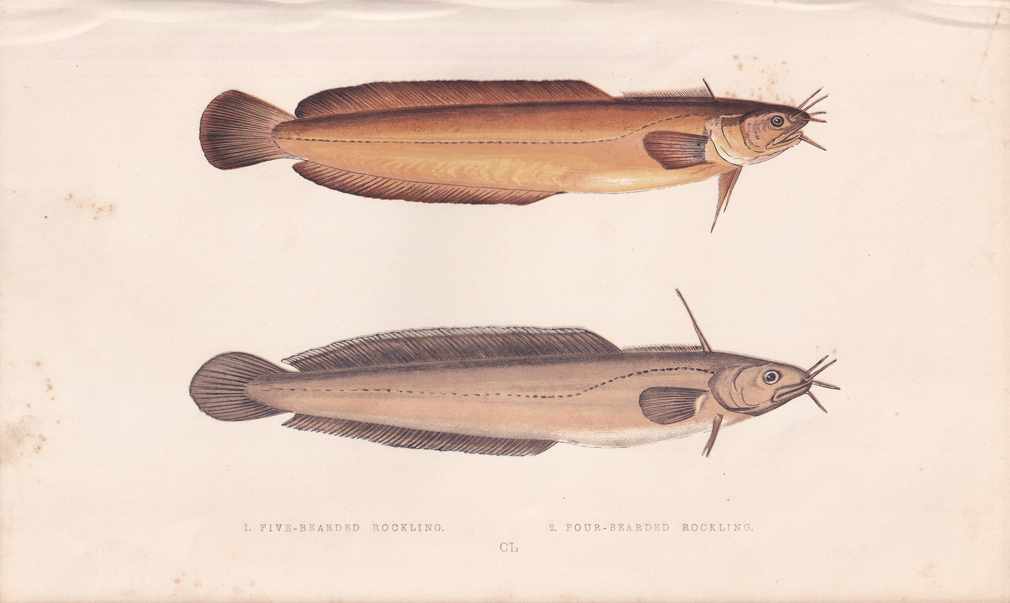 Five-Bearded Rockling & Four-Bearded Rockling - original hand-coloured fish print by Jonathan Couch, 1862
