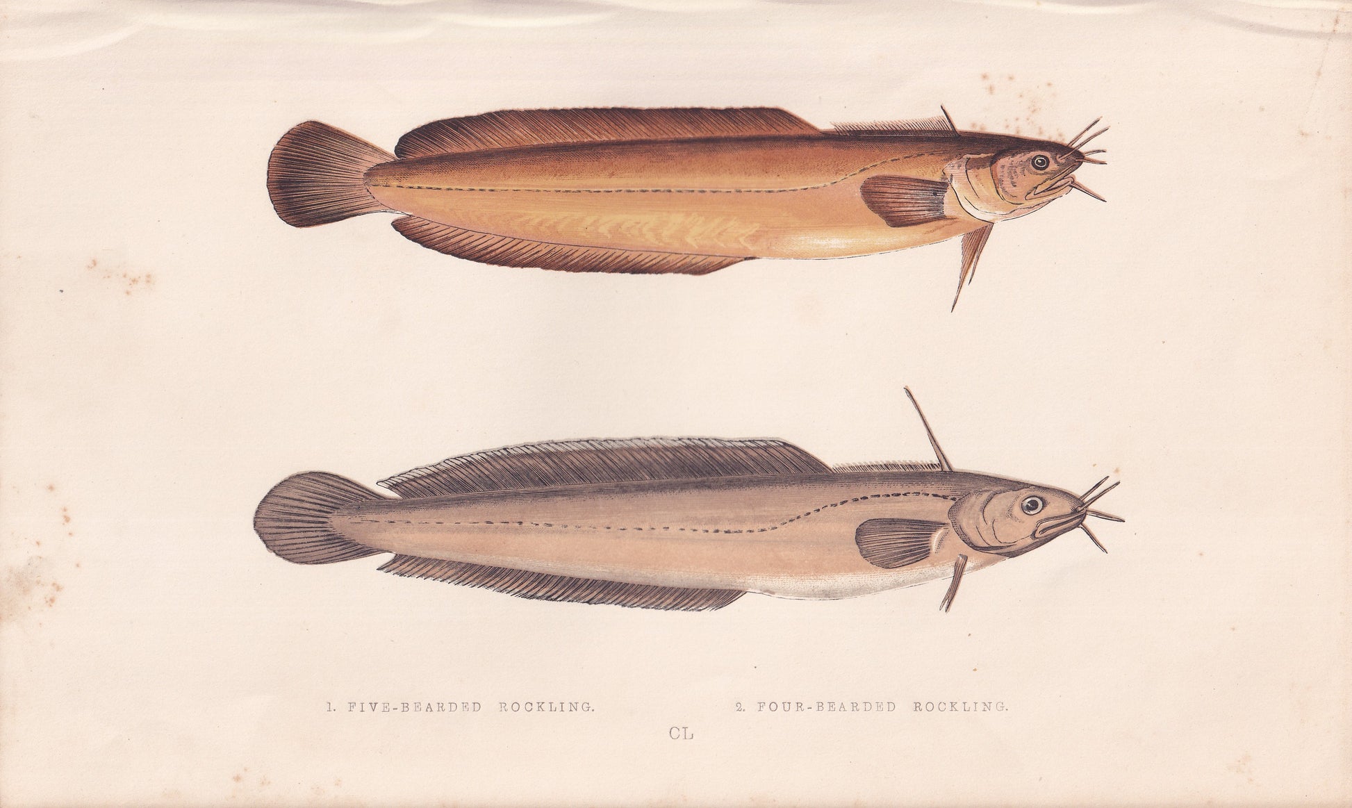 Five-Bearded Rockling & Four-Bearded Rockling - original hand-coloured fish print by Jonathan Couch, 1862