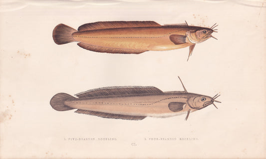 Five-Bearded Rockling & Four-Bearded Rockling - original hand-coloured fish print by Jonathan Couch, 1862