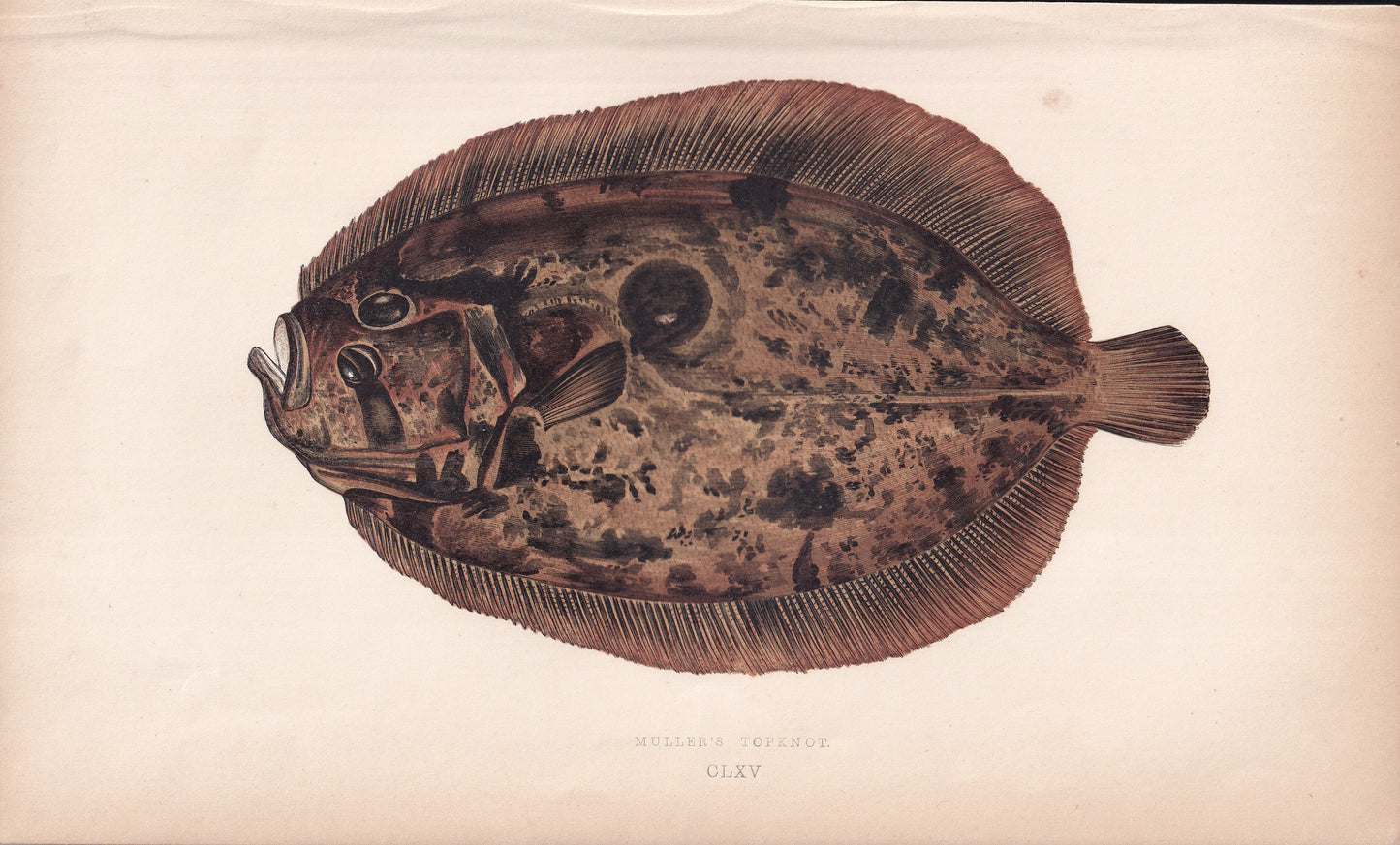 Muller's Topknot - original hand-coloured fish print by Jonathan Couch, 1862