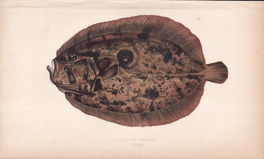 Muller's Topknot - original hand-coloured fish print by Jonathan Couch, 1862