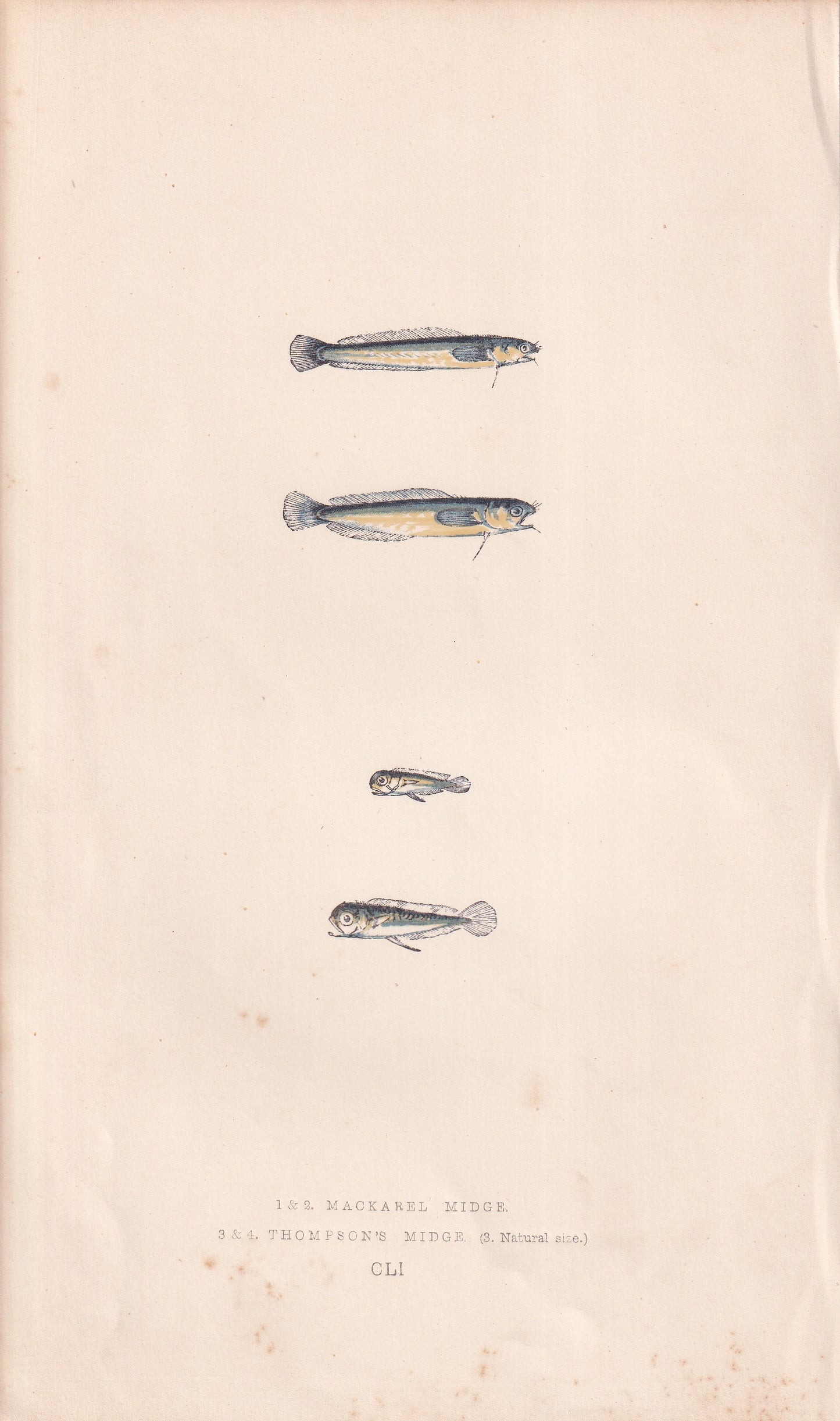 Mackerel Midge & Thompson's Midge - original hand-coloured fish print by Jonathan Couch, 1862
