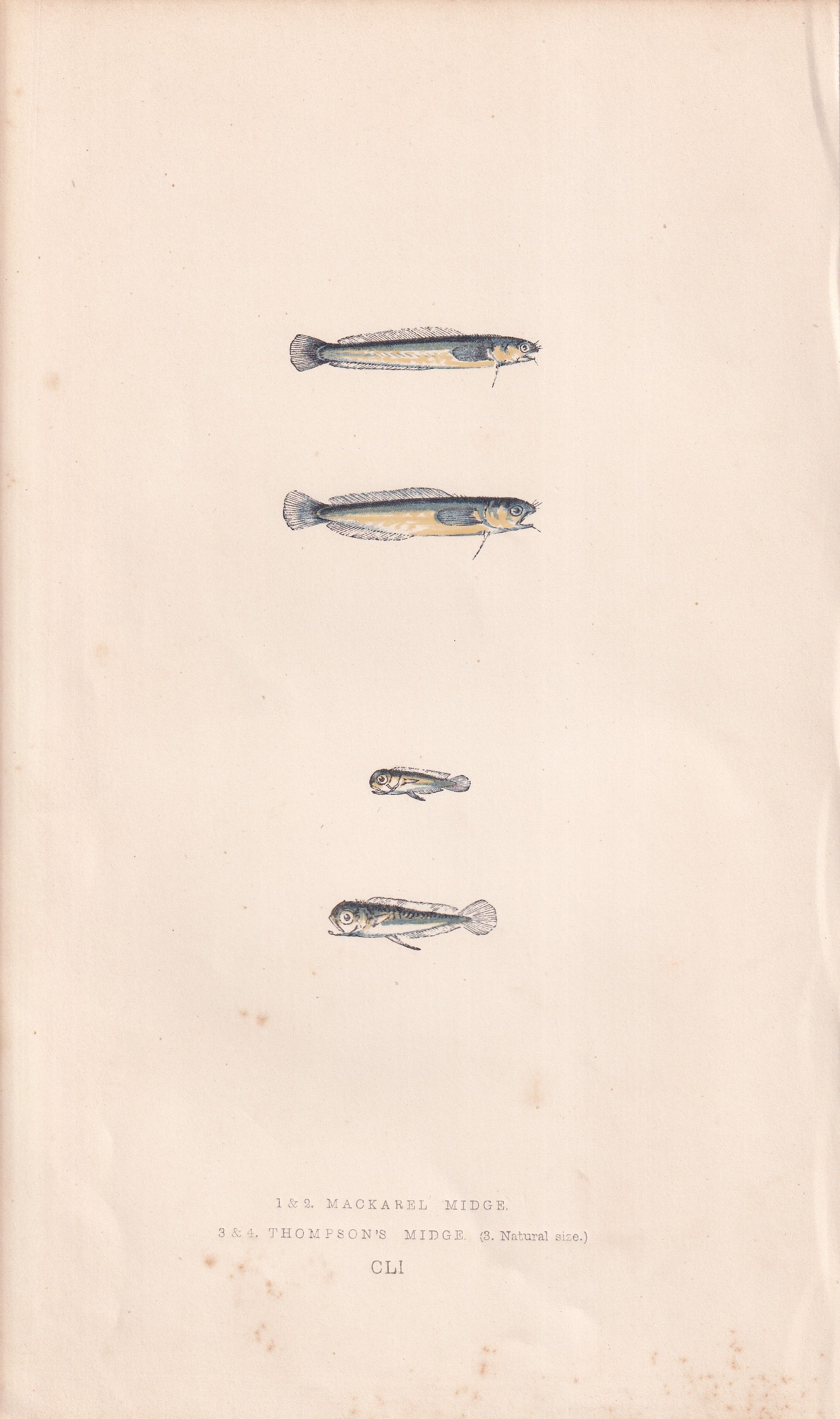 Mackerel Midge & Thompson's Midge - original hand-coloured fish print by Jonathan Couch, 1862