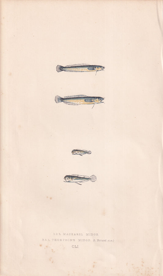 Mackerel Midge & Thompson's Midge - original hand-coloured fish print by Jonathan Couch, 1862