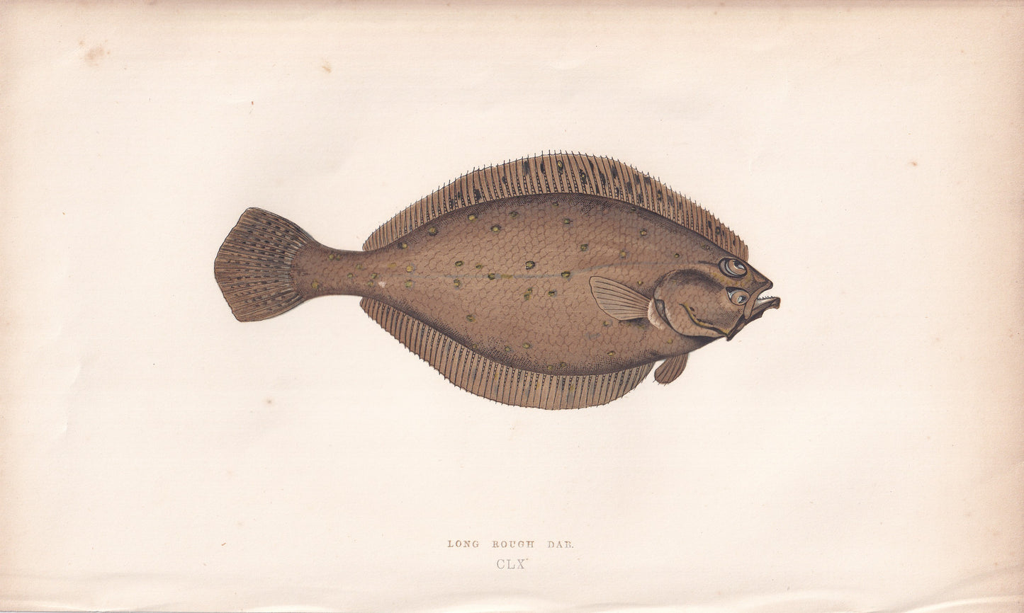 Long Rough Dab - original hand-coloured fish print by Jonathan Couch, 1862