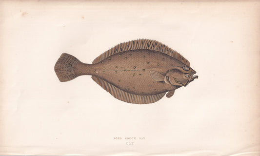 Long Rough Dab - original hand-coloured fish print by Jonathan Couch, 1862