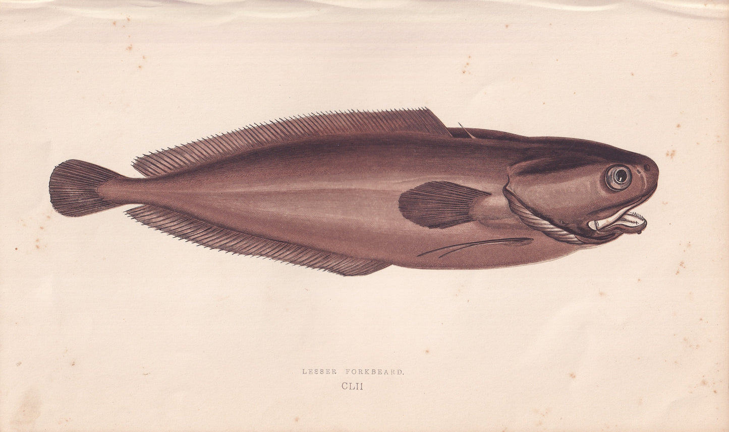 Lesser Forkbeard - original hand-coloured fish print by Jonathan Couch, 1862