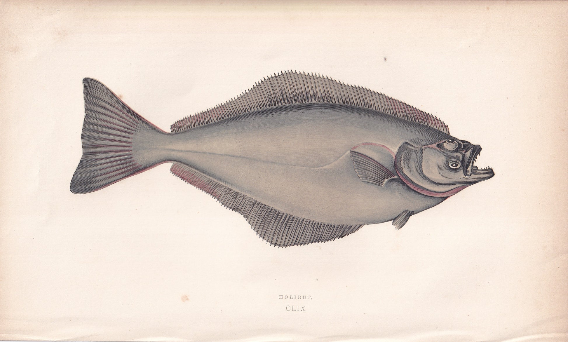 Holibut - original hand-coloured fish print by Jonathan Couch, 1862