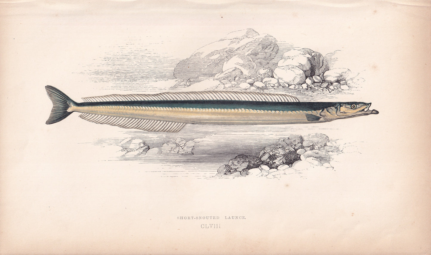 Short-Snouted Launce - original hand-coloured fish print by Jonathan Couch, 1862