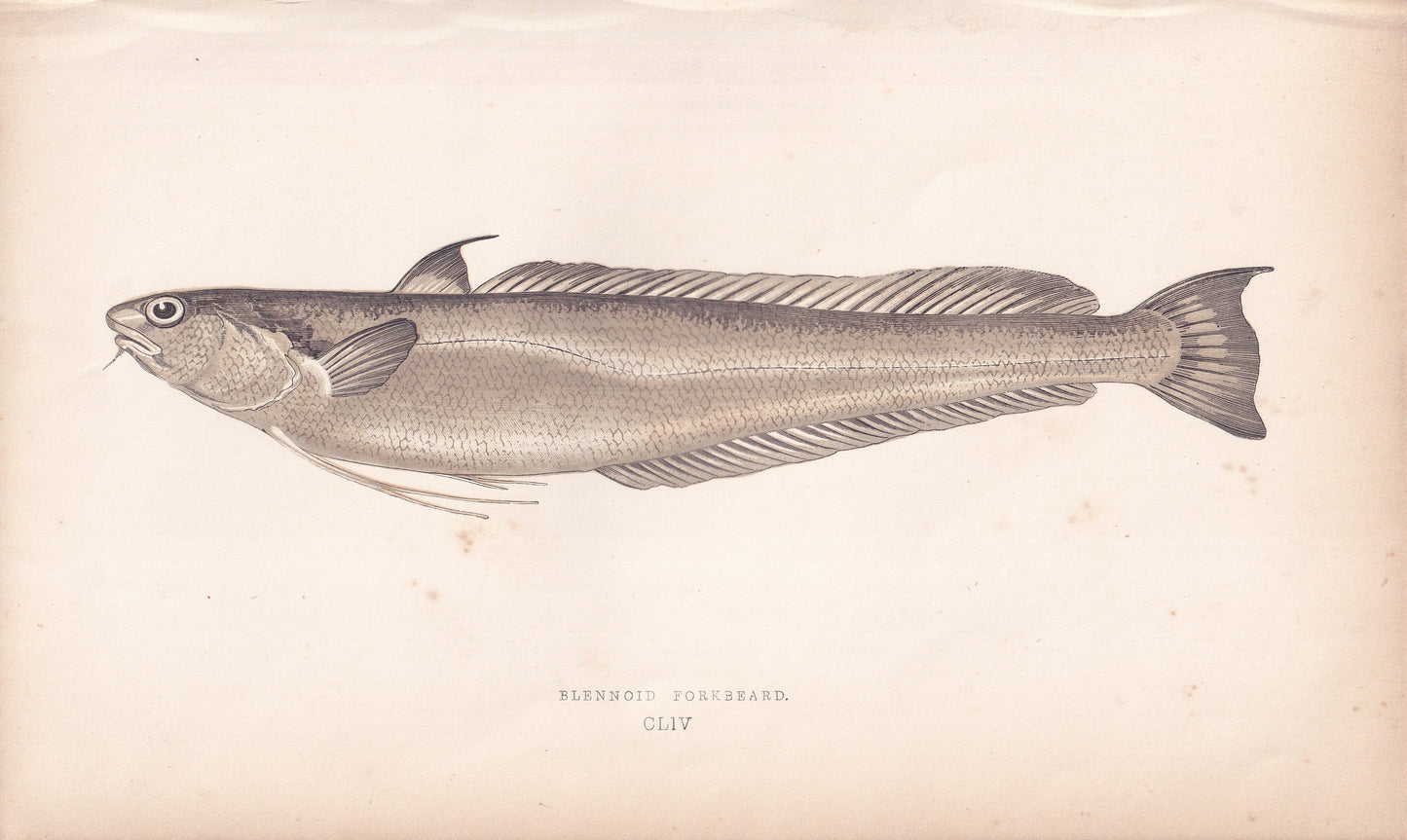 Blennoid Forkbeard - original hand-coloured fish print by Jonathan Couch, 1862