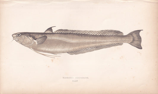 Blennoid Forkbeard - original hand-coloured fish print by Jonathan Couch, 1862