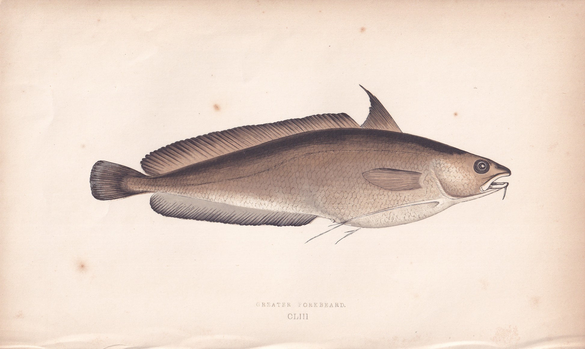 Greater Forkbeard - original hand-coloured fish print by Jonathan Couch, 1862