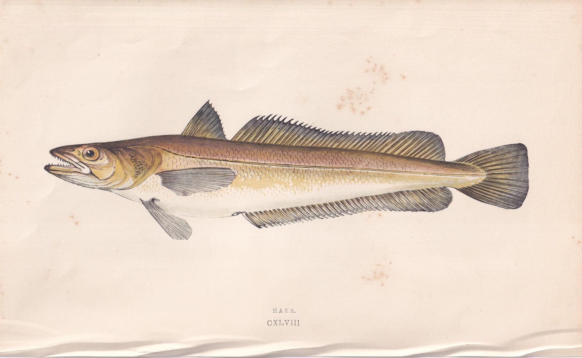 Hake - original hand-coloured fish print by Jonathan Couch, 1862