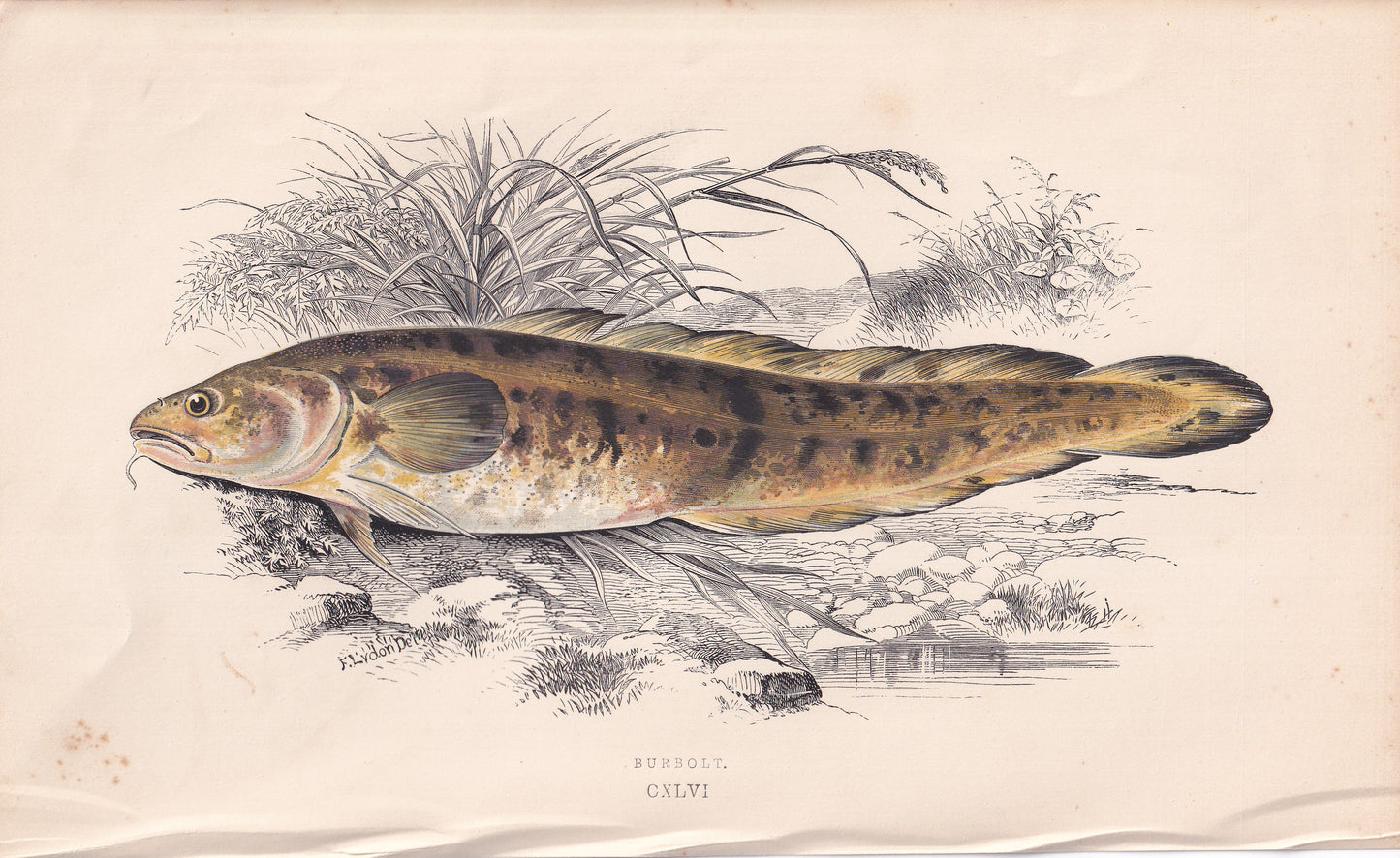 Burbot - original hand-coloured fish print by Jonathan Couch, 1862
