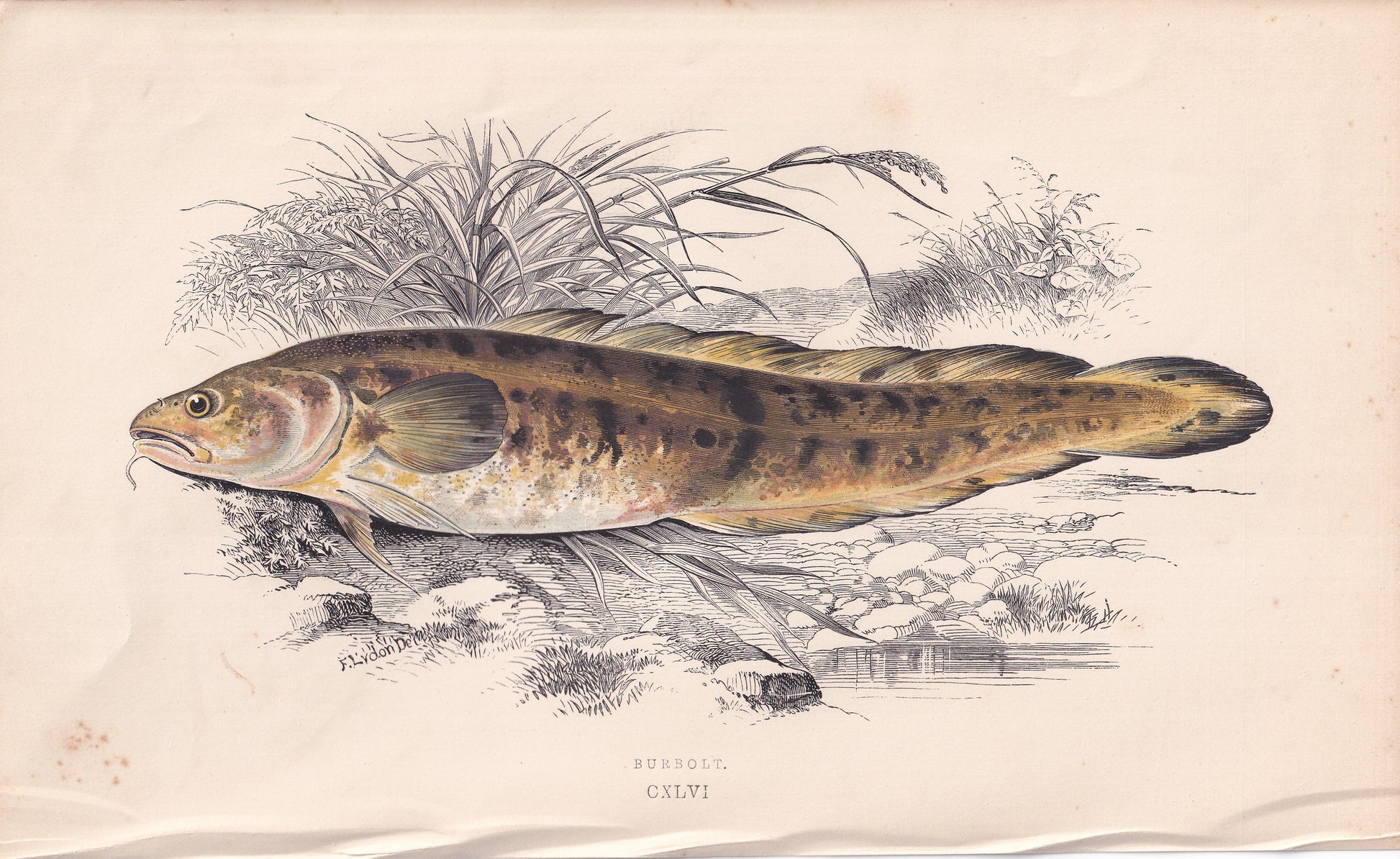 Burbot - original hand-coloured fish print by Jonathan Couch, 1862