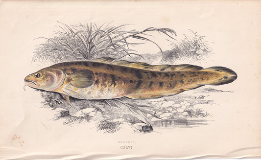 Burbot - original hand-coloured fish print by Jonathan Couch, 1862