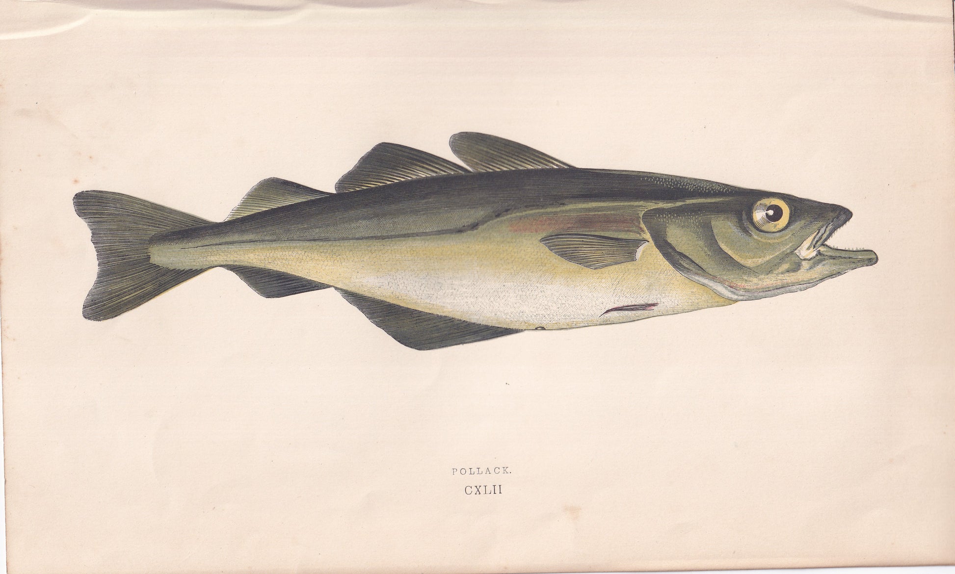 Pollack - original hand-coloured fish print by Jonathan Couch, 1862