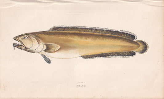 Torsk - original hand-coloured fish print by Jonathan Couch, 1862