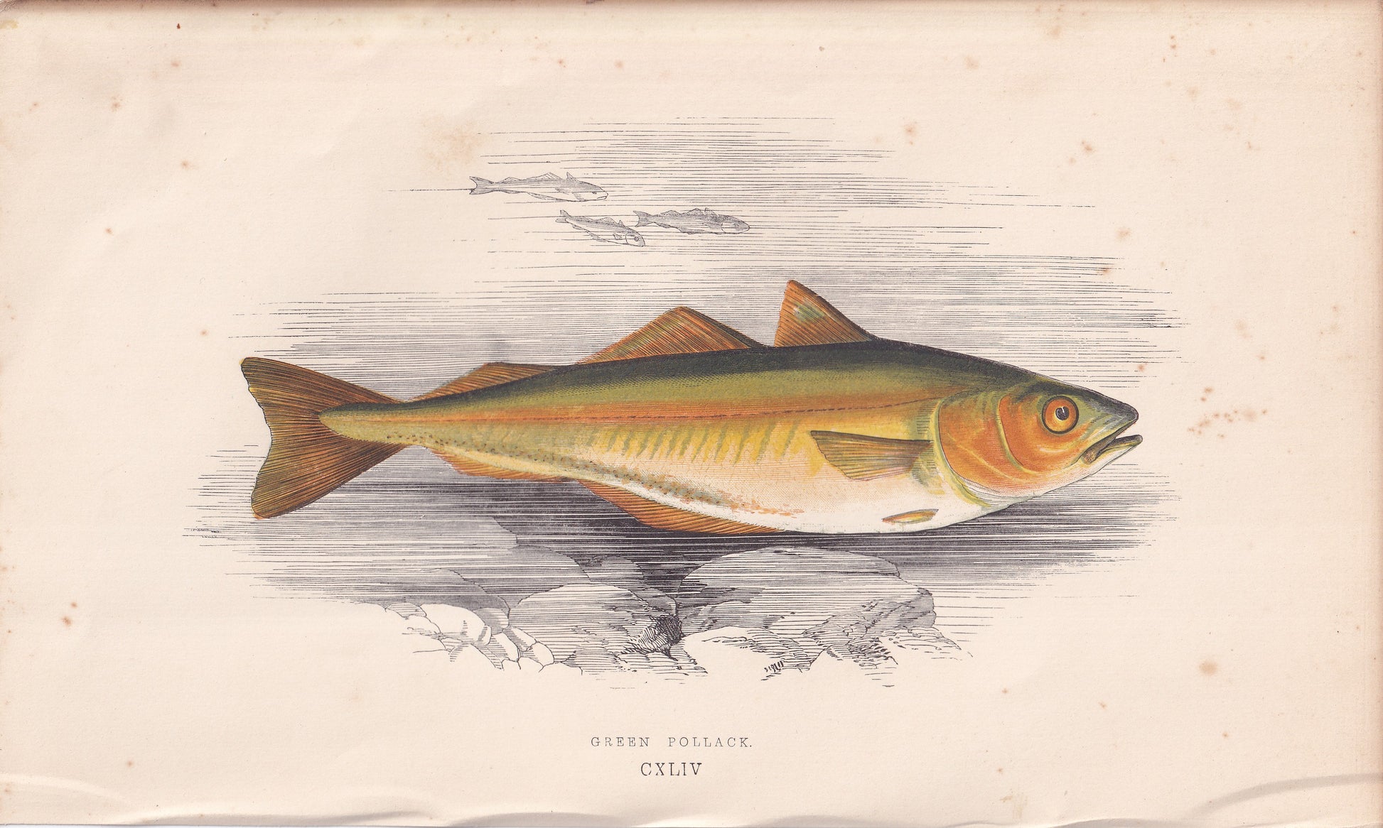 Green Pollack - original hand-coloured fish print by Jonathan Couch, 1862