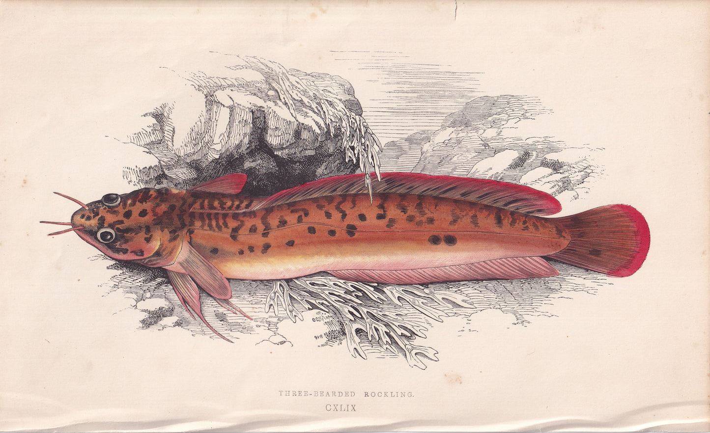 Three-Bearded Rockling - original hand-coloured fish print by Jonathan Couch, 1862
