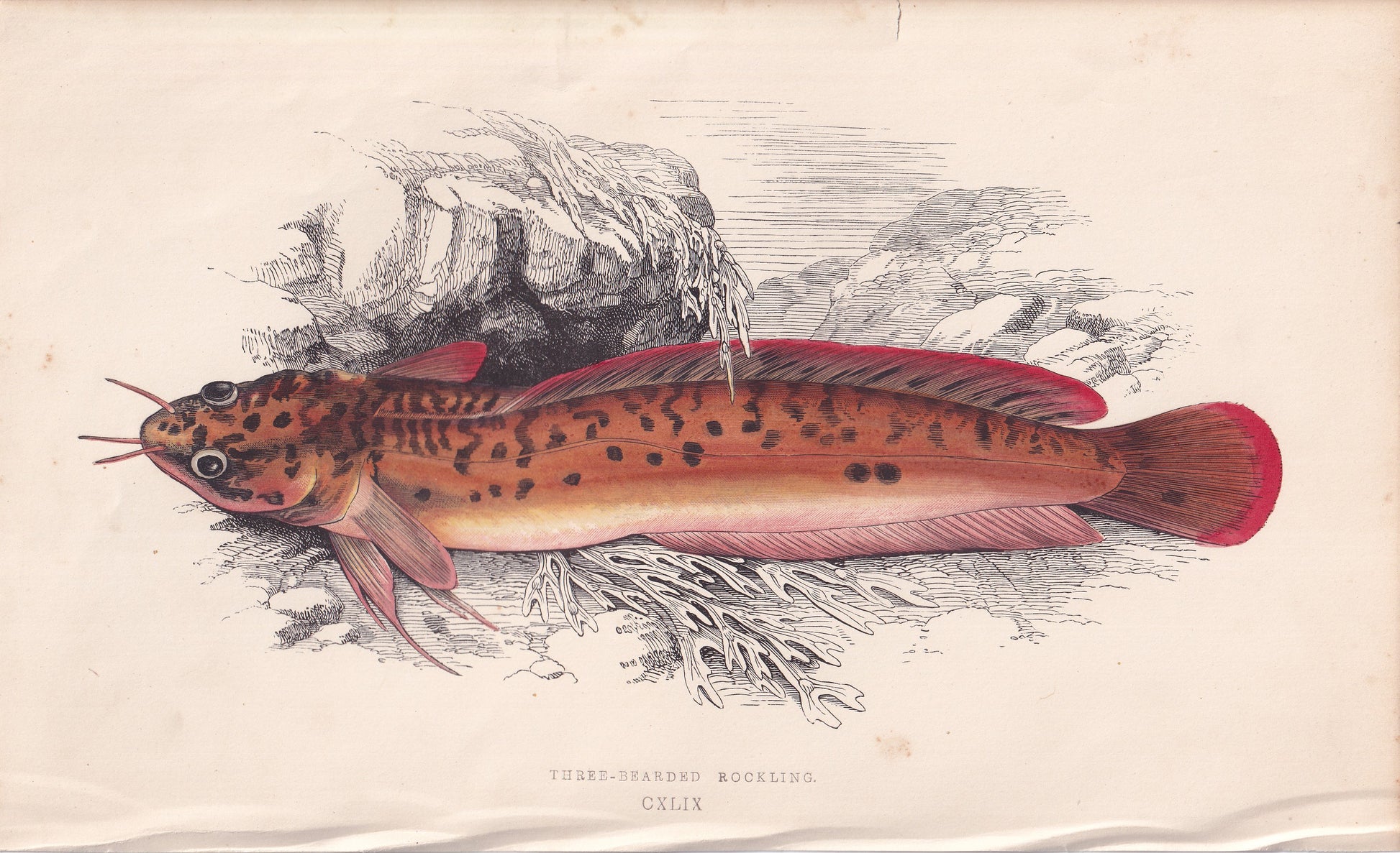 Three-Bearded Rockling - original hand-coloured fish print by Jonathan Couch, 1862