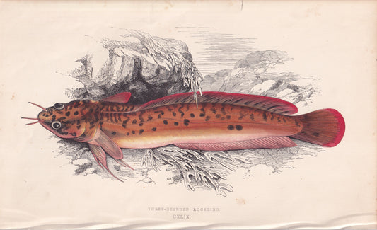 Three-Bearded Rockling - original hand-coloured fish print by Jonathan Couch, 1862