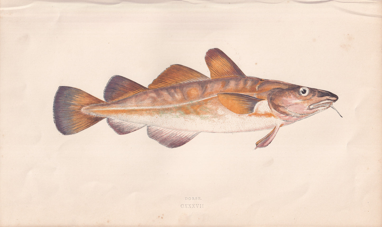 Dorse - original hand-coloured fish print by Jonathan Couch, 1862