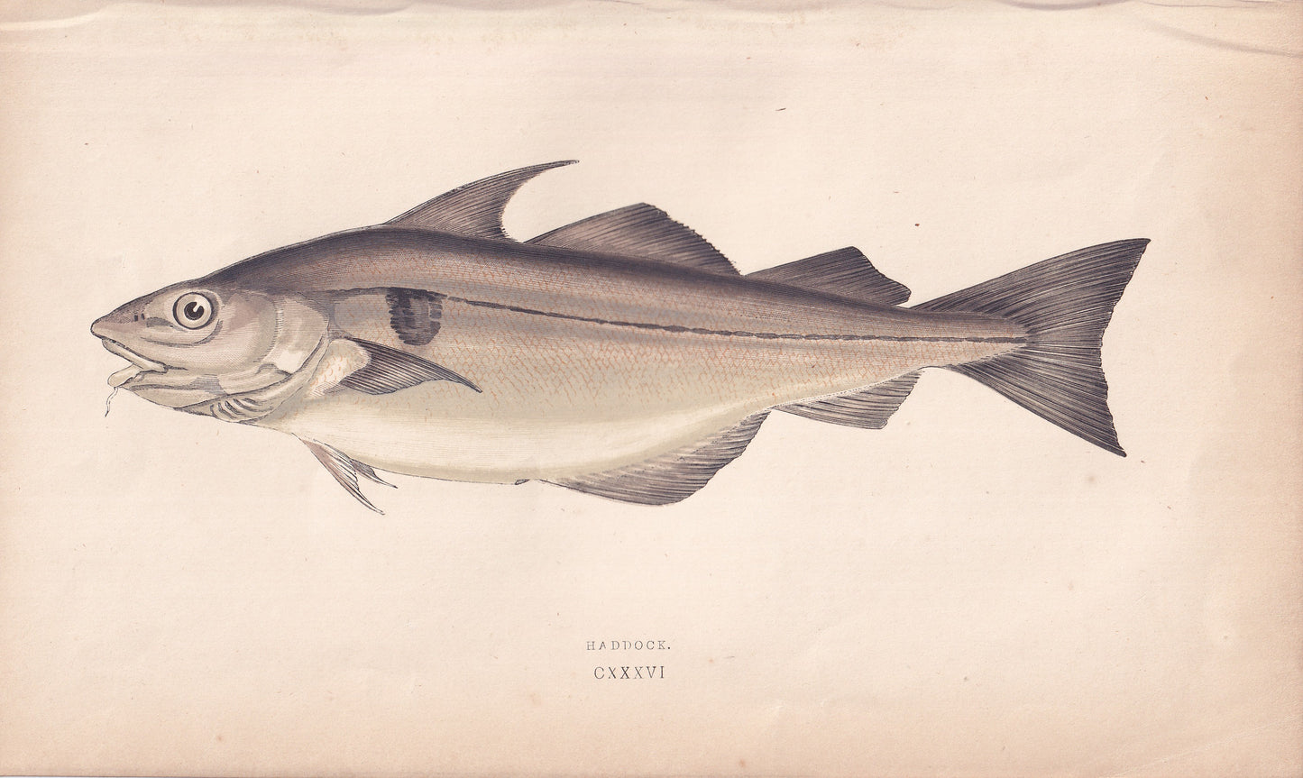 Haddock - original hand-coloured fish print by Jonathan Couch, 1862