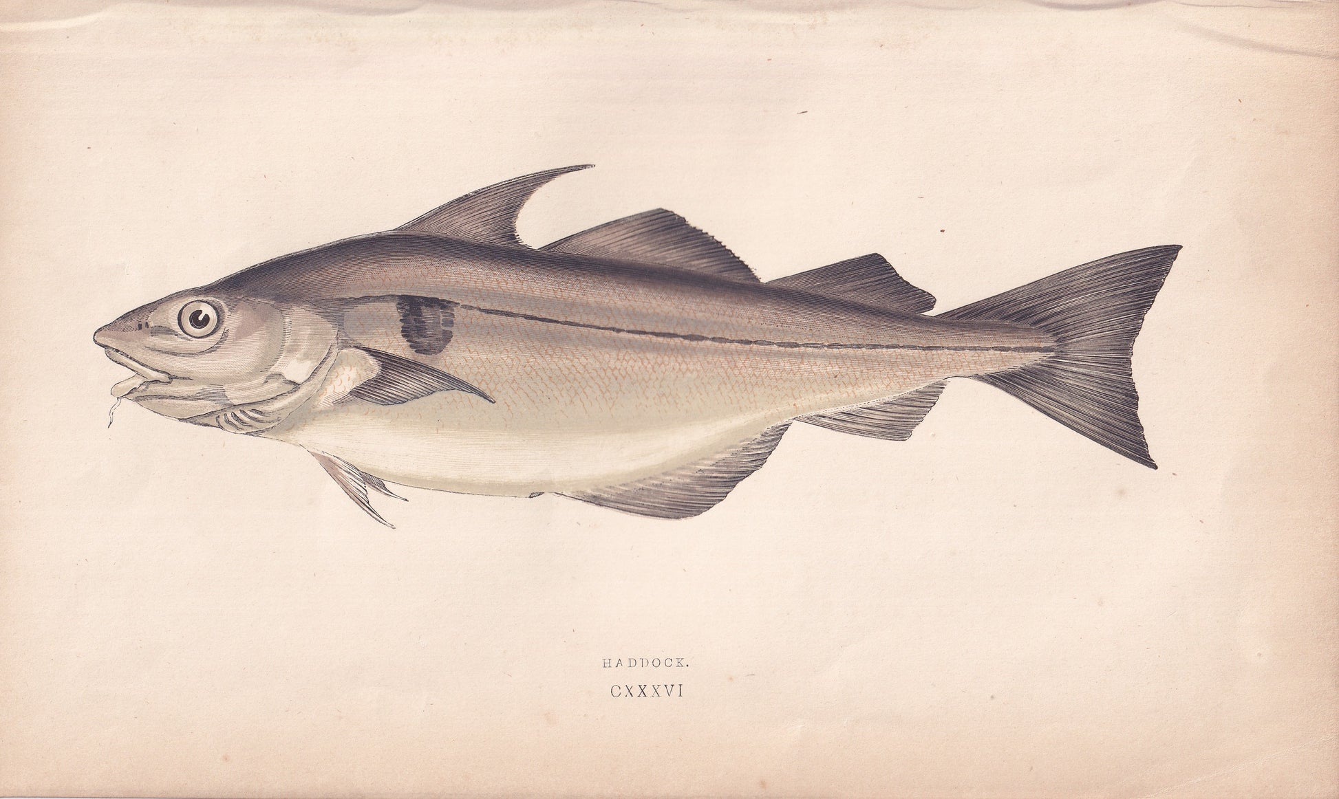 Haddock - original hand-coloured fish print by Jonathan Couch, 1862