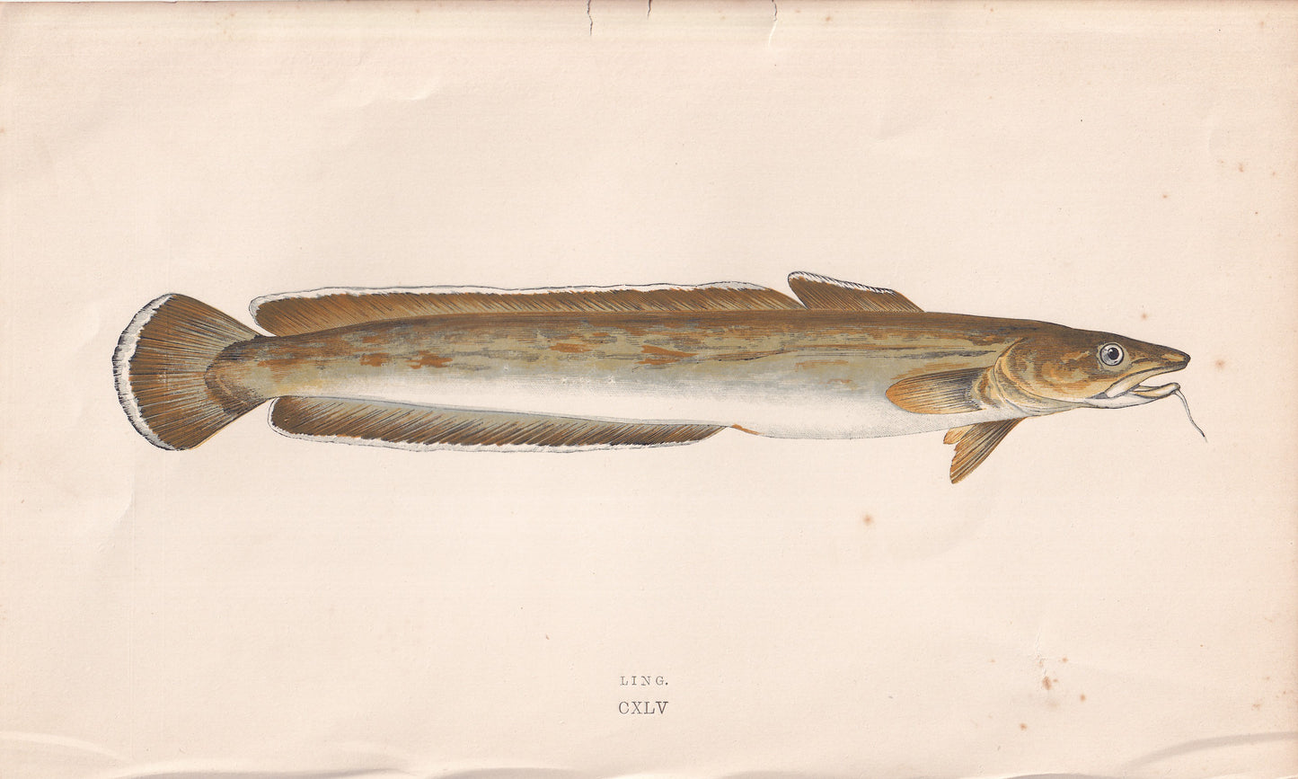 Ling - original hand-coloured fish print by Jonathan Couch, 1862
