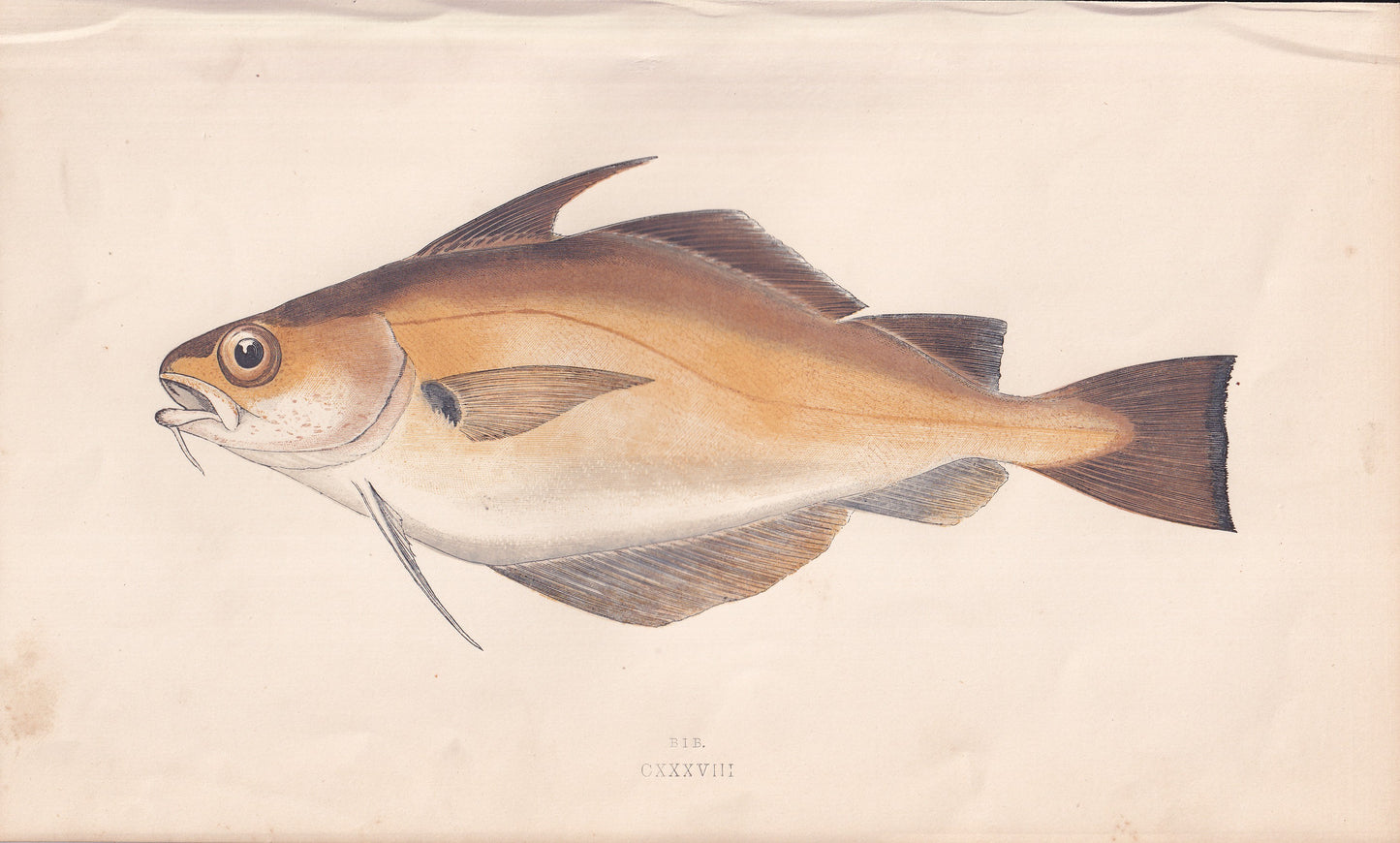 Bib - original hand-coloured fish print by Jonathan Couch, 1862