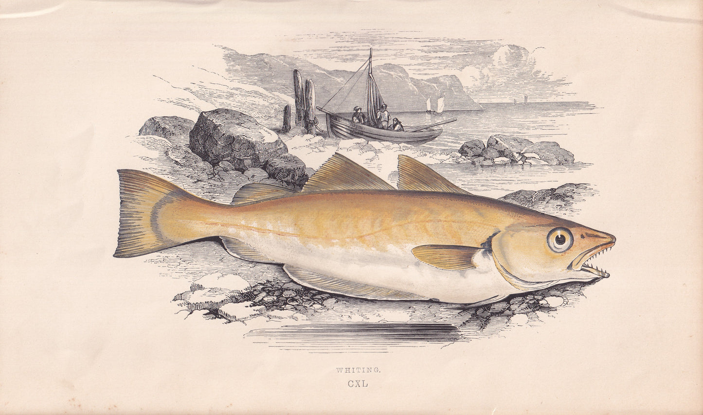Whiting - original hand-coloured fish print by Jonathan Couch, 1862