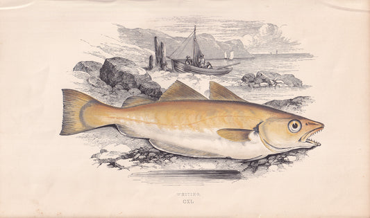 Whiting - original hand-coloured fish print by Jonathan Couch, 1862