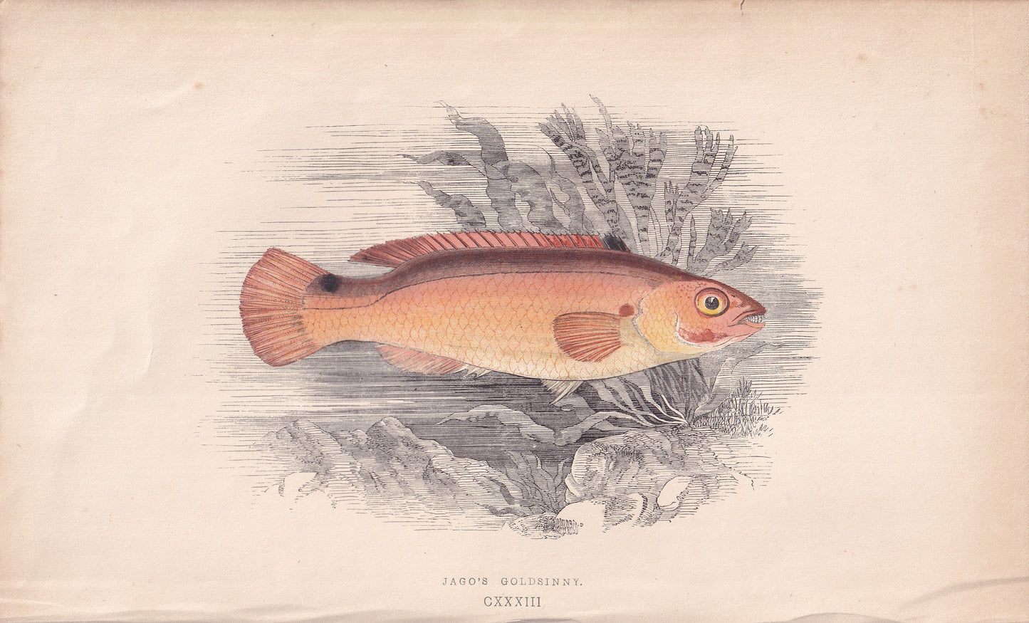 Jago's Goldsinny - original hand-coloured fish print by Jonathan Couch, 1862