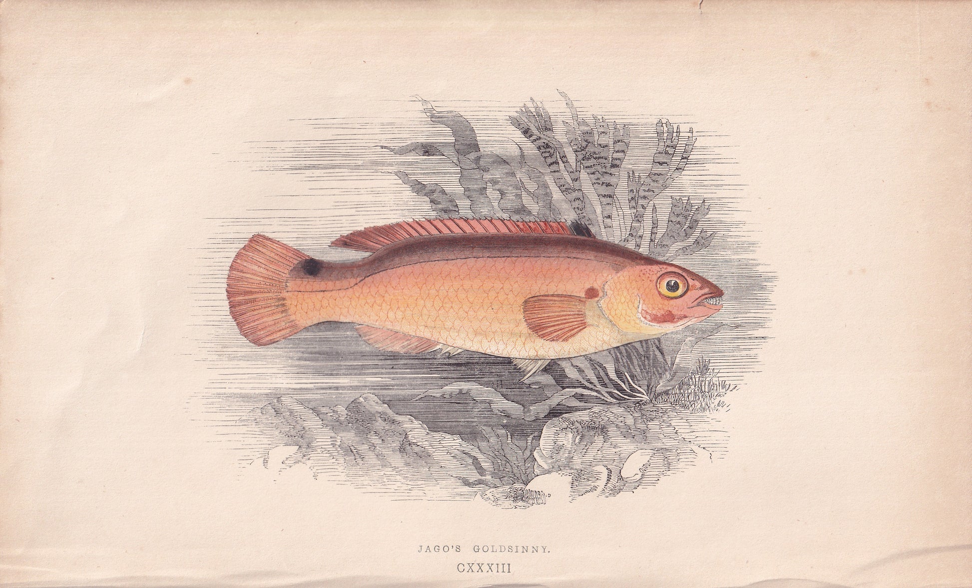 Jago's Goldsinny - original hand-coloured fish print by Jonathan Couch, 1862