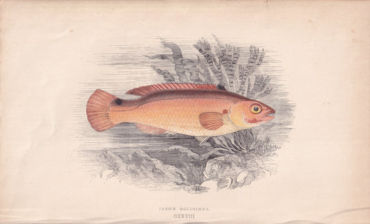 Jago's Goldsinny - original hand-coloured fish print by Jonathan Couch, 1862