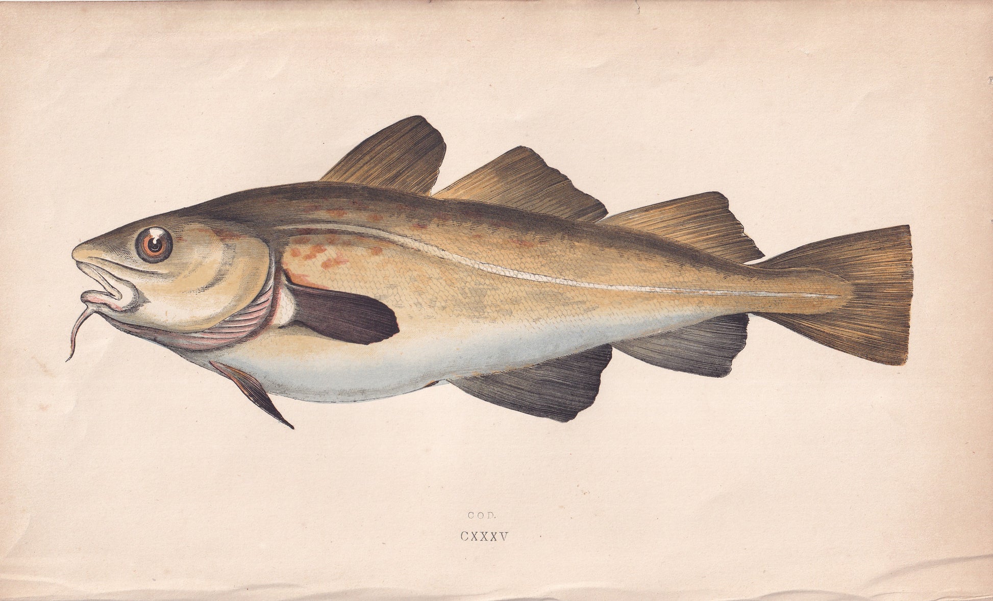 Cod - original hand-coloured fish print by Jonathan Couch, 1862