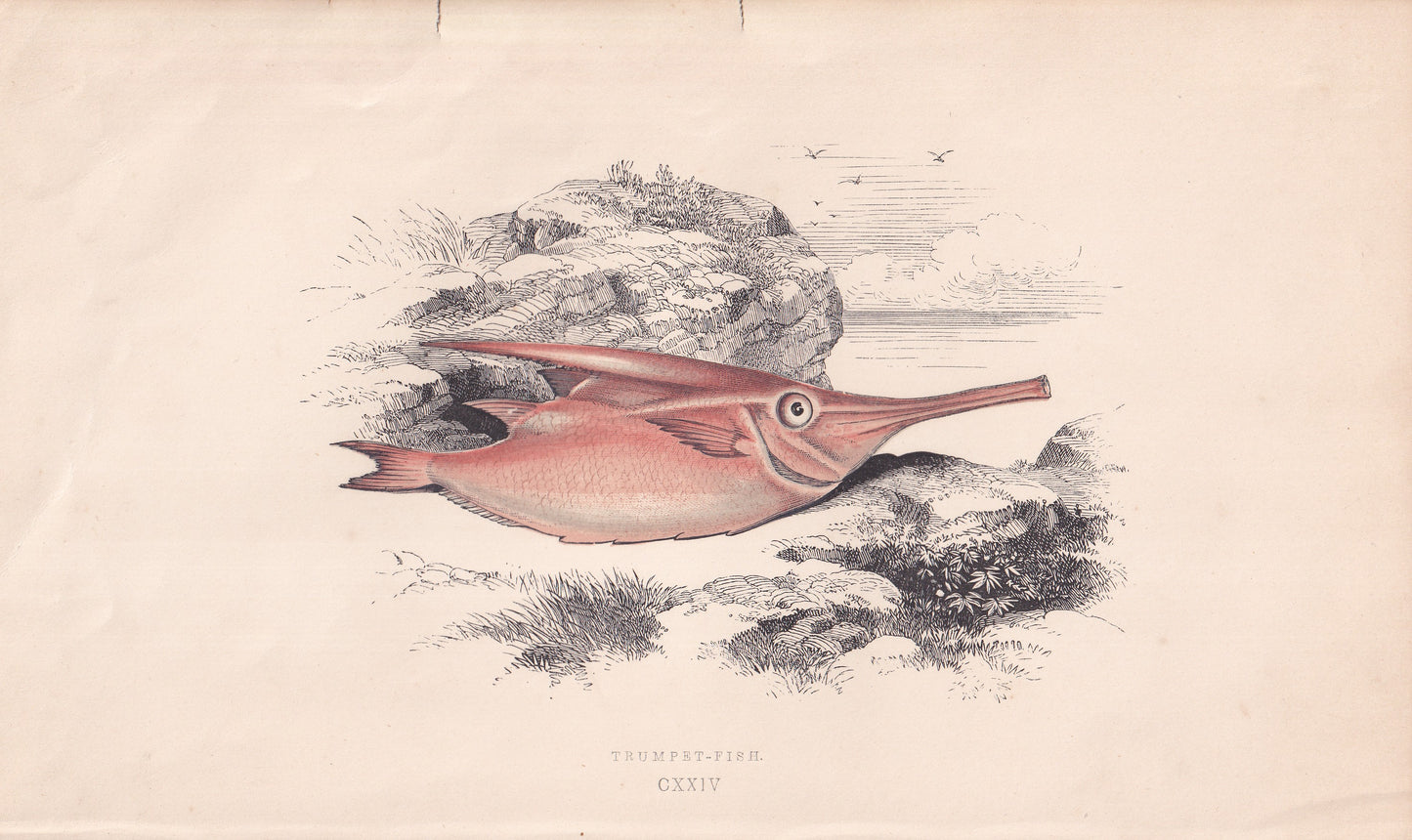 Trumpet-Fish - original hand-coloured fish print by Jonathan Couch, 1862