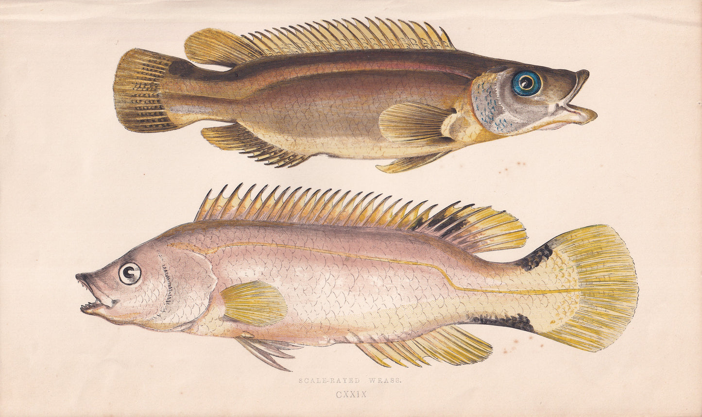 Scale-Rayed Wrasse - original hand-coloured fish print by Jonathan Couch, 1862