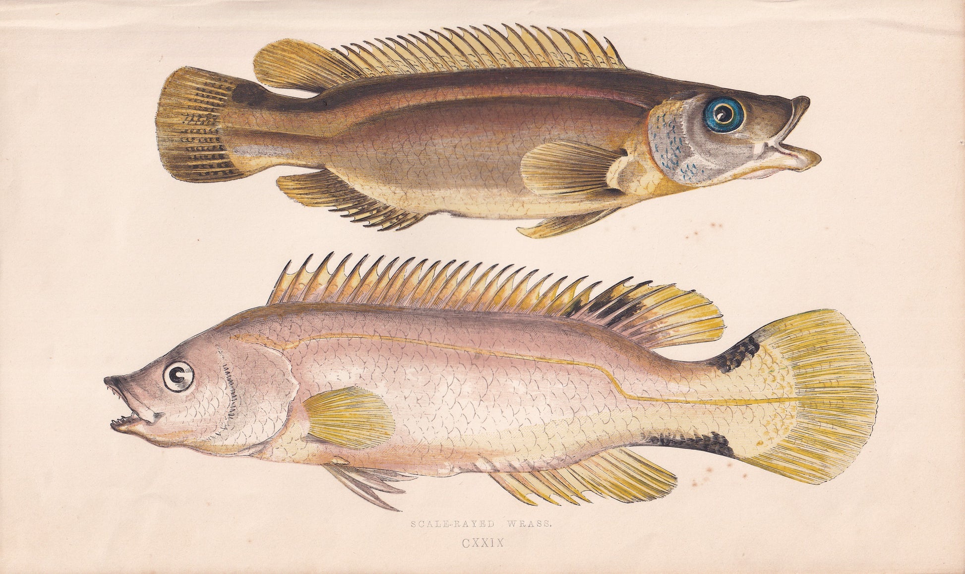 Scale-Rayed Wrasse - original hand-coloured fish print by Jonathan Couch, 1862