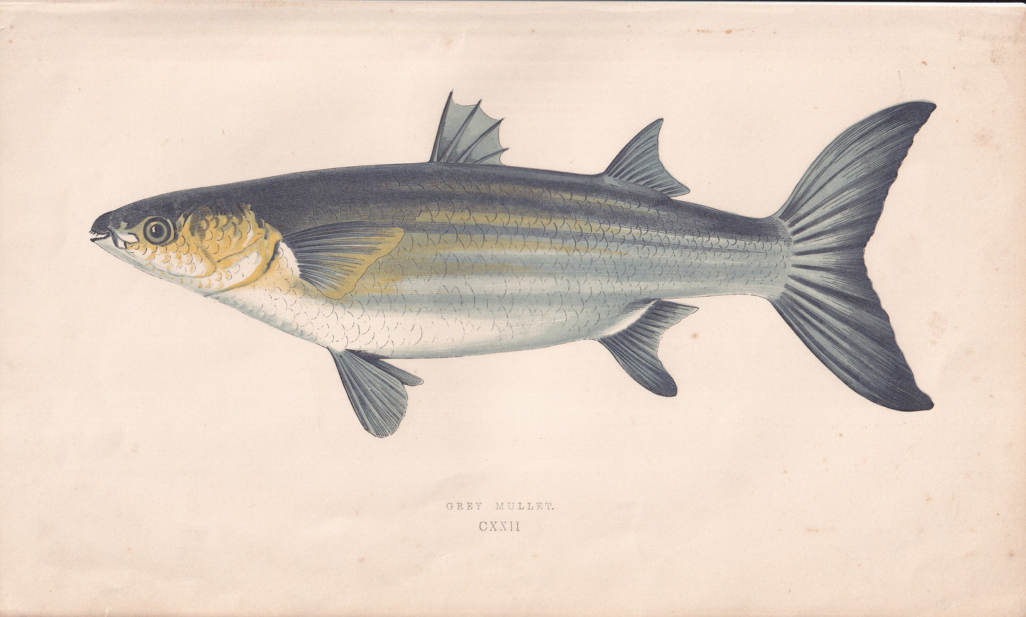 Grey Mullet - original hand-coloured fish print by Jonathan Couch, 1862