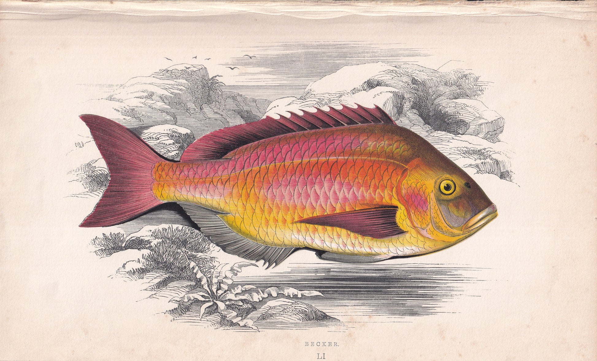Becker - original hand-coloured fish print by Jonathan Couch, 1862