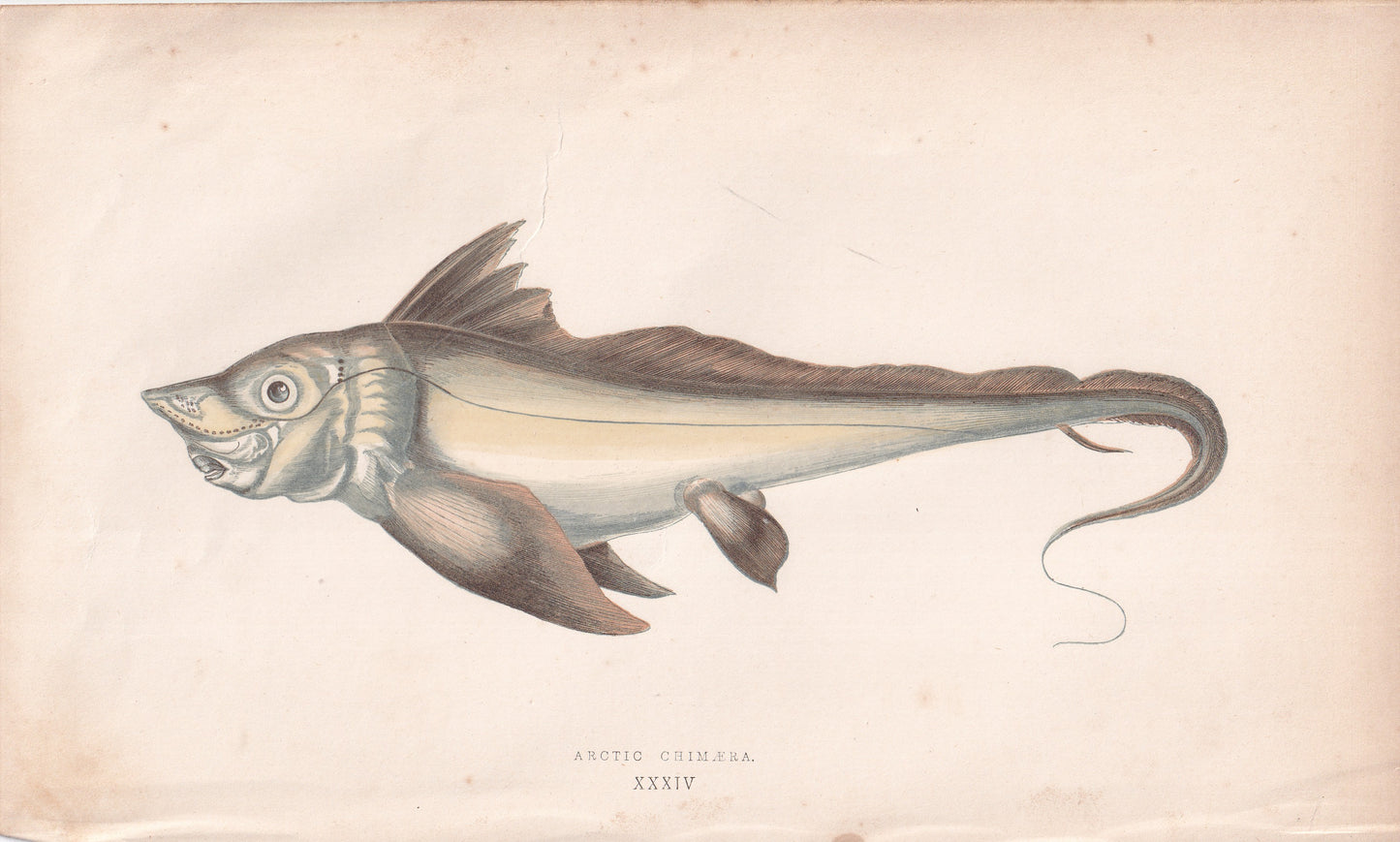 Arctic Chimaera - original hand-coloured fish print by Jonathan Couch, 1862