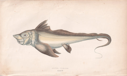 Arctic Chimaera - original hand-coloured fish print by Jonathan Couch, 1862