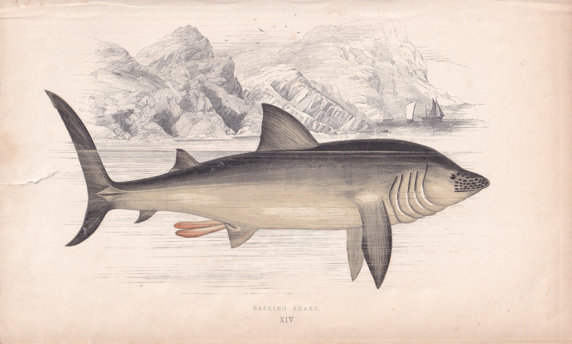Basking Shark - original hand-coloured fish print by Jonathan Couch, 1862